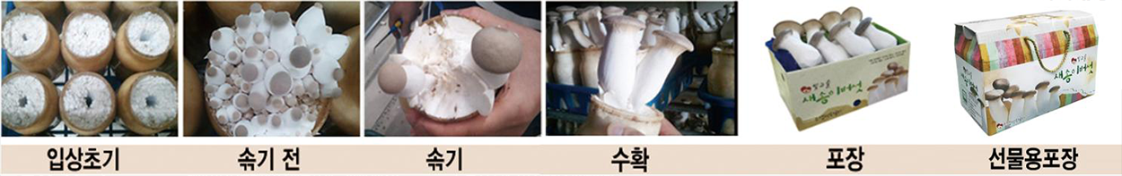 입상초기 > 솎기 전 > 솎기 > 수확 > 포장 > 선물용포장